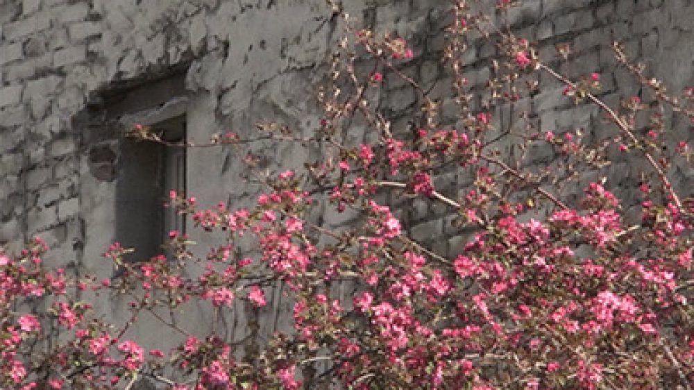 galerie_video_gustave_ferrie