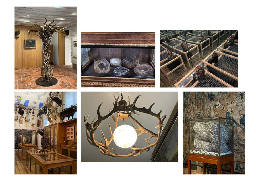 « Cabinet de curiosité » • Lycée Paul Lapie